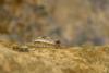 77475 – Photo : Pierre Gros – France (06)