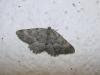77967 – Photo : Arnaud Jean-Pierre – France (09)