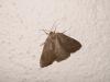 77991 – Photo : Arnaud Jean-Pierre – France (09)