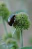77975 – Photo : C.gager – France (49)