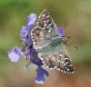 77124 – Photo : Patrick Decreus – France (46)