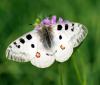 77125 – Photo : Patrick Decreus – France (65)