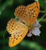 77349 – Photo : Patrick Decreus – France (65)