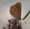 77338 – Photo : Patrick Decreus – Espagne
