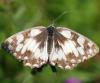 77172 – Photo : Patrick Decreus – France (09)