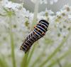 77156 – Photo : Patrick Decreus – France (09)