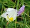 77281 – Photo : Patrick Decreus – France (93)