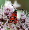 77126 – Photo : Patrick Decreus – Espagne