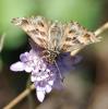 77284 – Photo : Patrick Decreus – France (34)