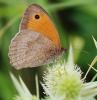 77545 – Photo : Patrick Decreus – France (93)