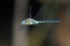 77847 – Photo : Jean-Claude Jamoulle – France (06)