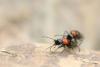 77396 – Photo : Juliane Casquet – France (12)