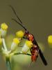 77305 – Photo : Prisca – France (13)