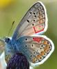 77671 – Photo : gyps – France (38)