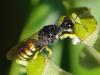 77986 – Photo : Prisca – France (13)