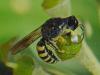 77990 – Photo : Prisca – France (13)