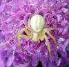 77680 – Photo : Patrick Decreus – France (66)