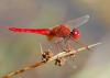 77060 – Photo : Patrick Decreus – France (34)