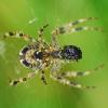 77461 – Photo : Patrick Decreus – France (93)