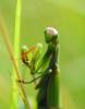 77517 – Photo : Patrick Decreus – France (93)
