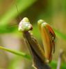 77519 – Photo : Patrick Decreus – France (93)