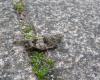77841 – Photo : Francois Halligon – France (56)