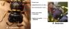 77611 – Photo : Arthropa - Benoit Martha – France (00)