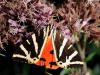 77009 – Photo : CUCHET Gerard – France (38)