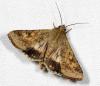 77049 – Photo : Dimitri GEYSTOR – France (47)