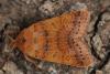 77863 – Photo : Paul Cabrol – France (09)