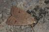 77881 – Photo : Paul Cabrol – France (09)