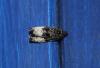 77383 – Photo : alain Roujas – France (31)