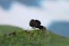 77872 – Photo : Dominique THAUVIN – France (45)