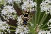 77534 – Photo : Patrick Nourdin – France (22)