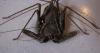 77487 – Photo : Saracededam – Gabon