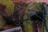77637 – Photo : Saracededam – Gabon