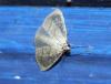 77337 – Photo : alain Roujas – France (31)
