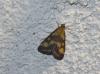 77433 – Photo : alain Roujas – France (31)