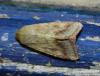 77661 – Photo : alain Roujas – France (31)