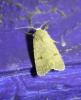 77886 – Photo : alain Roujas – France (31)