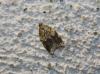 77888 – Photo : alain Roujas – France (31)