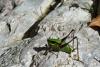 77061 – Photo : Bernard DELEFOSSE – France (26)
