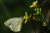 77524 – Photo : Bernard DELEFOSSE – France (84)