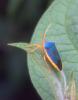 77552 – Photo : Olivier Gaubert – Guyane française