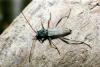 77506 – Photo : Raffaele Bocchini – Italie