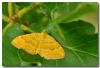 77456 – Photo : DUBOIS Yves – France (01)