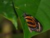 77454 – Photo : Alexandre Vinot – Guyane française