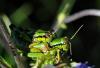77395 – Photo : C.gager – France (25)