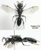 77731 – Photo : Arthropa - Benoit Martha – France (71)