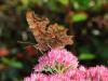 77630 – Photo : CUCHET Gerard – France (38)